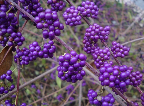 Callicarpa bodinieri Profusion
